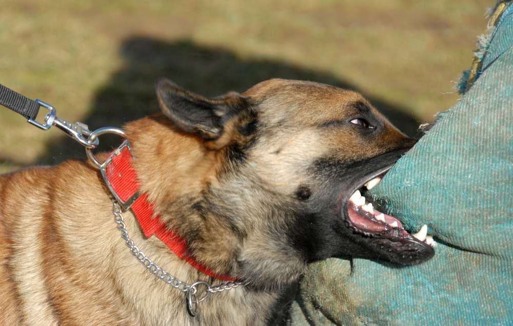 Dog biting a person’s padded arm during an attack, representing severe dog bite injuries handled by a Macon dog bite lawyer