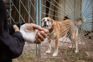 Bandaged human hand after dog bite 